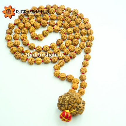 Rudraksha for Rahu Dosh