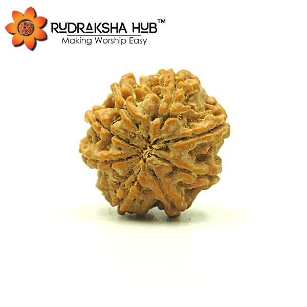 8 Mukhi Rudraksha (Nepali)