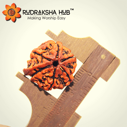 6 Mukhi Ganesha Rudraksha (Nepali)