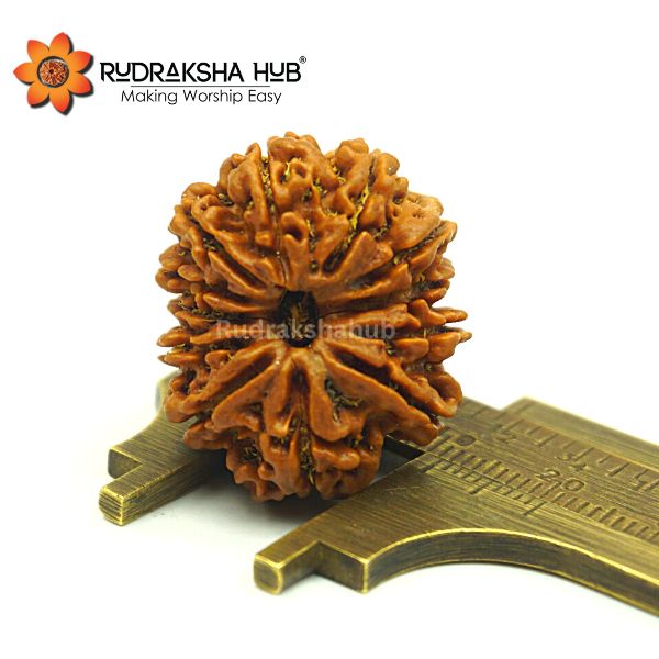 12 Mukhi Rudraksha Collector Size