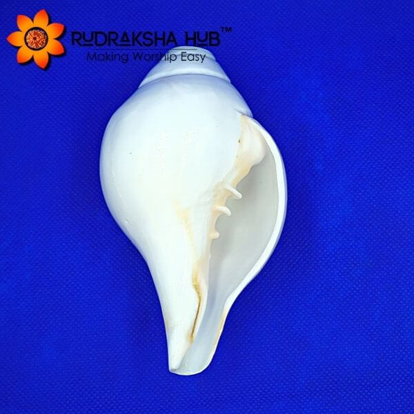 Blowing Shankh (Blowing Conch Shell) 4 Inches