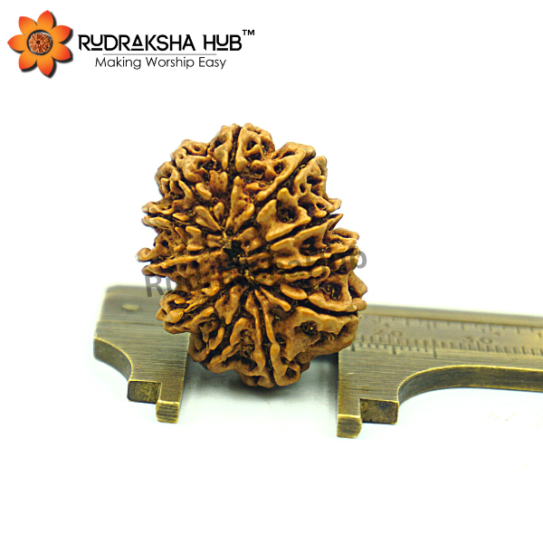 11 Mukhi Rudraksha (Nepali)