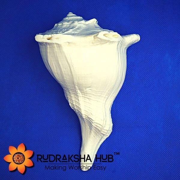 Dakshinavarti Shankh (Conch Shell) 6 Inches