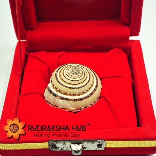 Vishnu Chakra Conch Shell