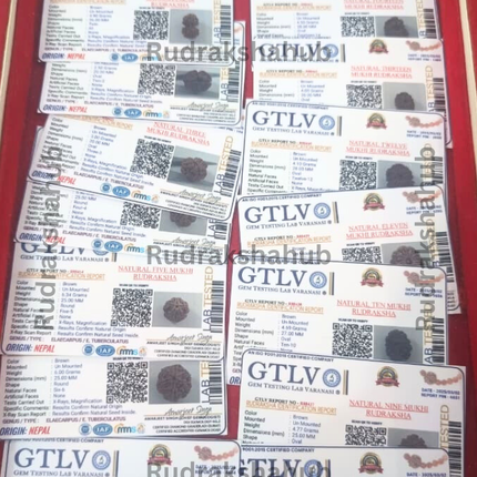 1-14 Mukhi Siddha Rudraksha Mala (Nepali)