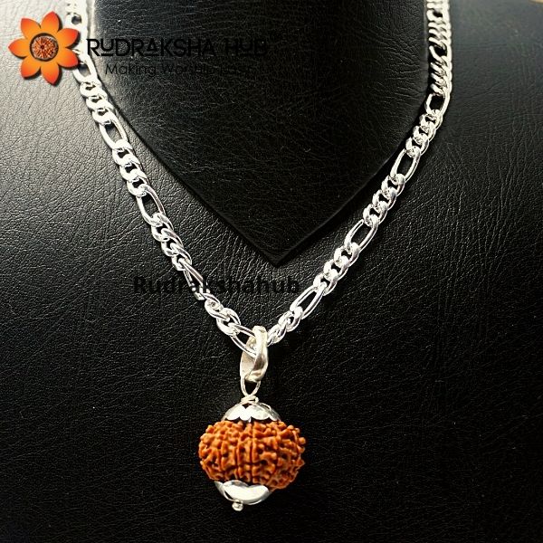 12 Mukhi Rudraksha Pendant in Silver Chain