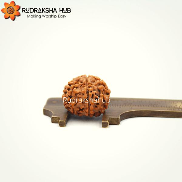 7 Mukhi Rudraksha (Nepali)