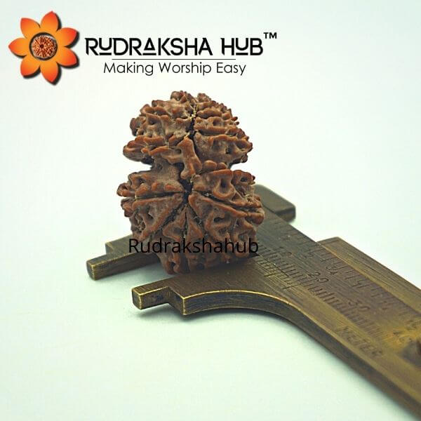 13 Mukhi Gauri Shankar Rudraksha (Nepali)