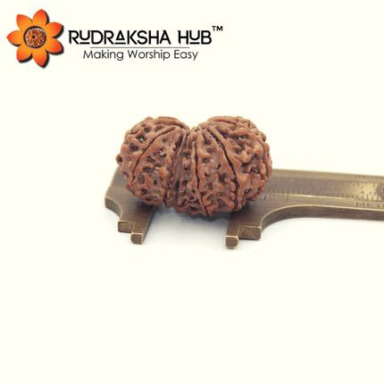 12 मुखी गौरी शंकर रुद्राक्ष (नेपाली)