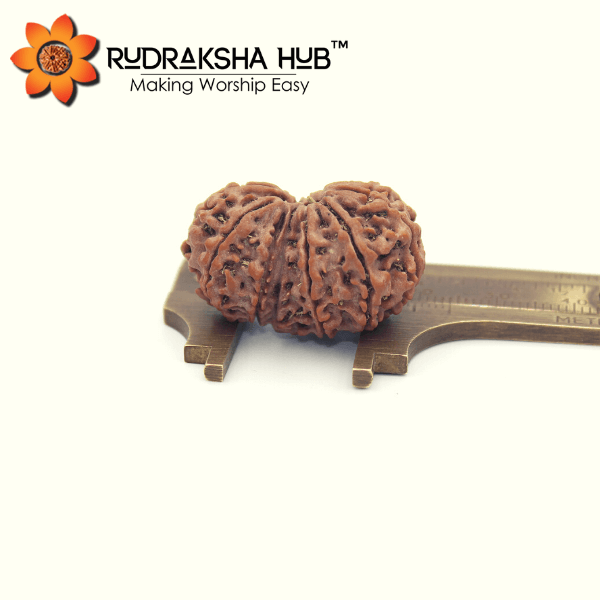 12 Mukhi Gauri Shankar Rudraksha (Nepali)