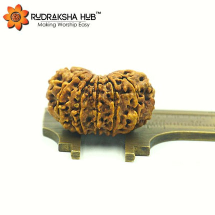 13 Mukhi Rudraksha (Nepali)