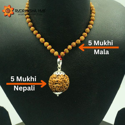 Rudraksha for Health