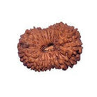 20 Mukhi Rudraksha (Indonesian)