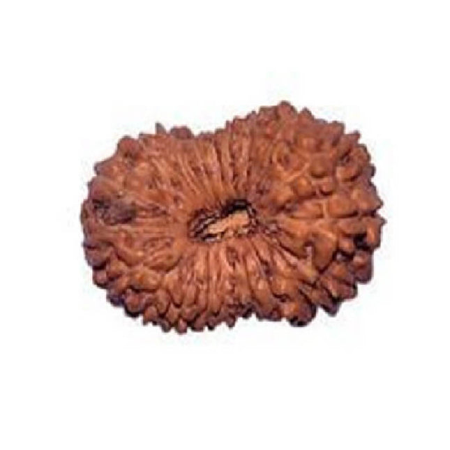 20 Mukhi Rudraksha (Indonesian)