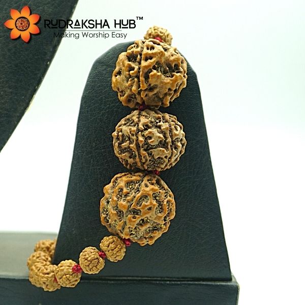 Rudraksha for Students
