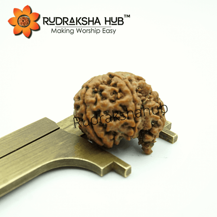 5 Mukhi Ganesha Rudraksha (Nepali)