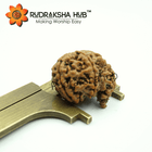 5 Mukhi Ganesha Rudraksha (Nepali)
