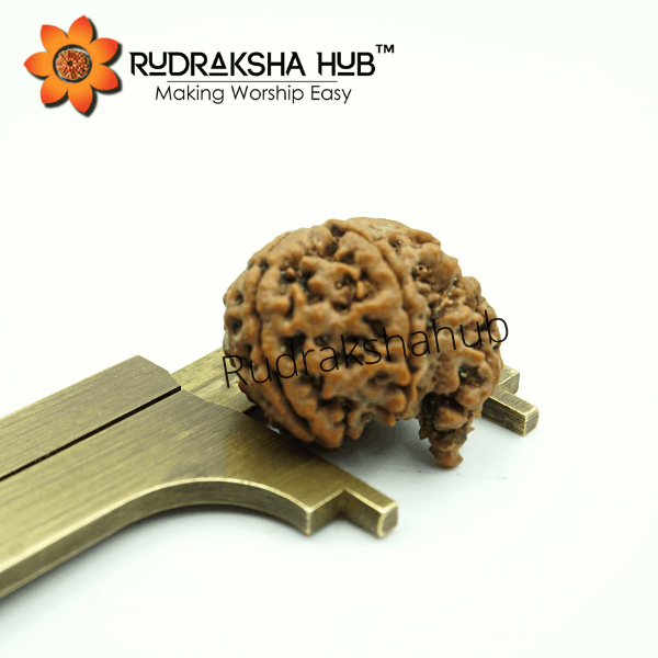 5 Mukhi Ganesha Rudraksha (Nepali)