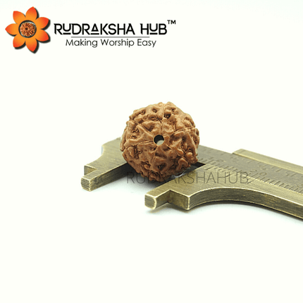 6 Mukhi Rudraksha (Indonesian)