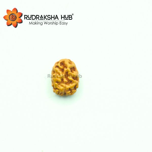 2 Mukhi Rudraksha (Indonesian)