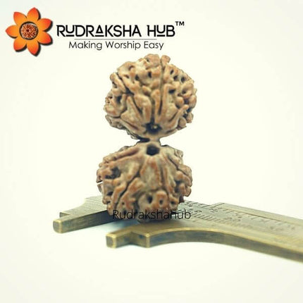 10 मुखी गौरी शंकर रुद्राक्ष (नेपाली)