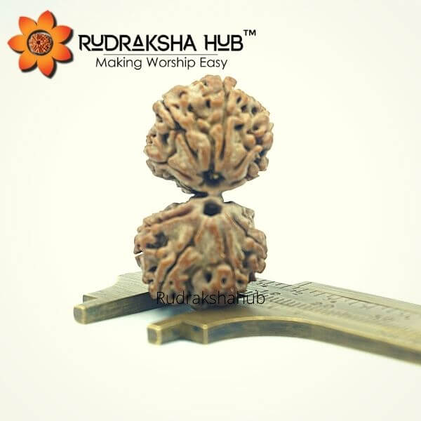 10 Mukhi Gauri Shankar Rudraksha (Nepali)