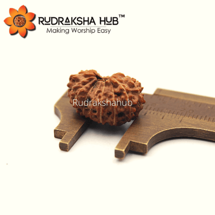 18 मुखी रुद्राक्ष (इंडोनेशियाई)