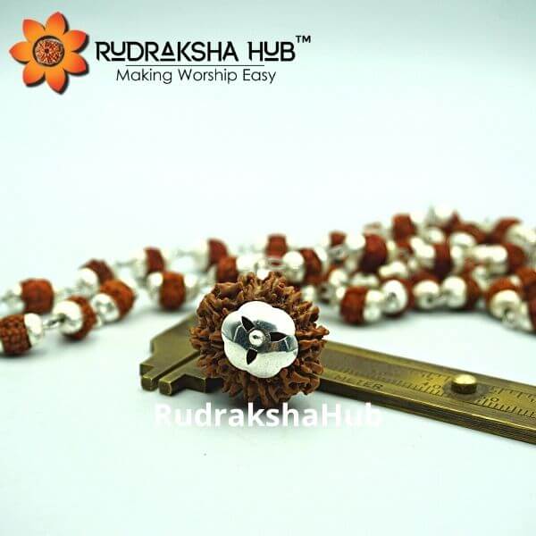 12 Mukhi Rudraksha Silver Capped Mala