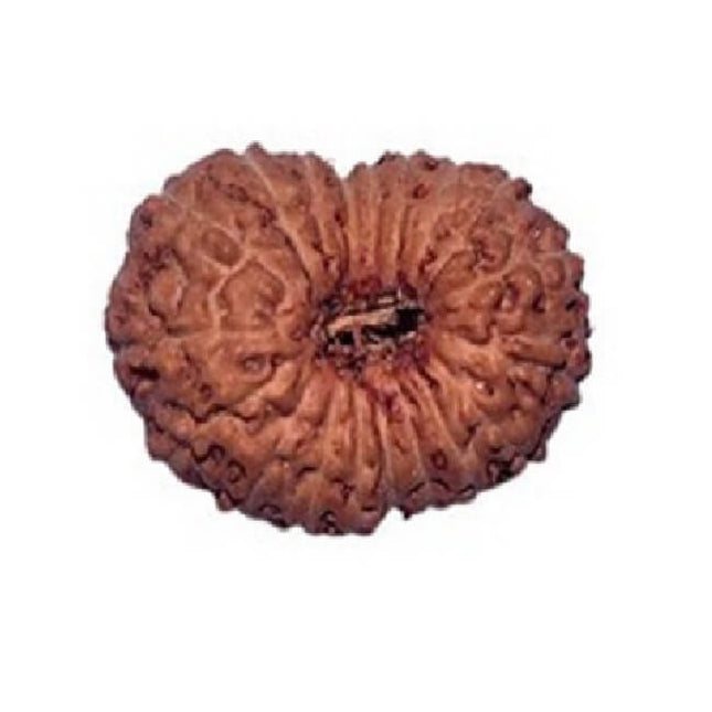 19 Mukhi Rudraksha (Indonesian)