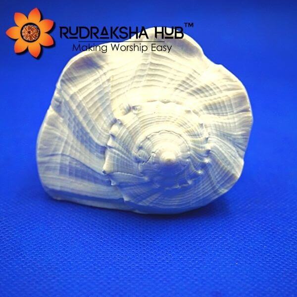 Dakshinavarti Shankh (Conch Shell) 4 Inches