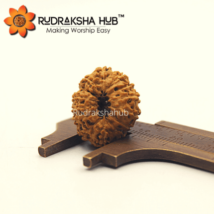 12 मुखी रुद्राक्ष (इंडोनेशियाई)