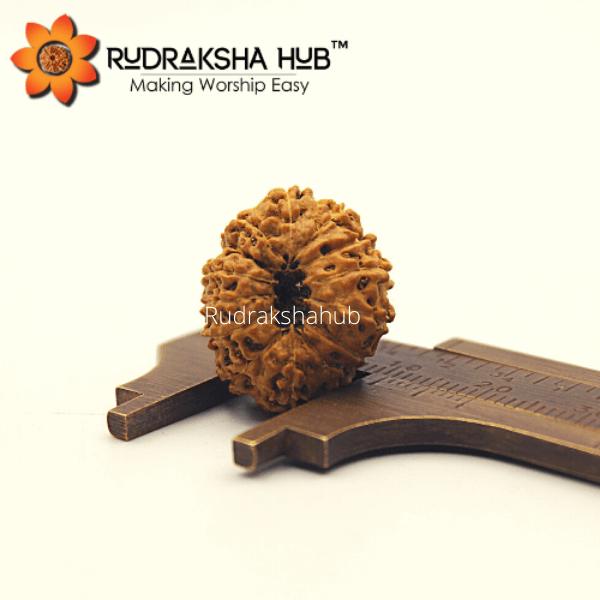 12 Mukhi Rudraksha (Indonesian)