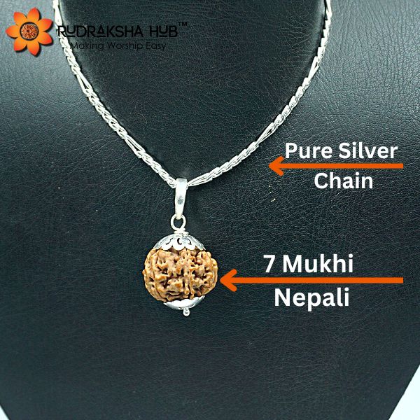 7 Mukhi Rudraksha in Pure Silver Chain