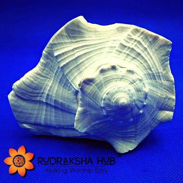 Dakshinavarti Shankh (Conch Shell) 6 Inches