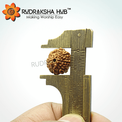 7 मुखी रुद्राक्ष (इंडोनेशियाई)