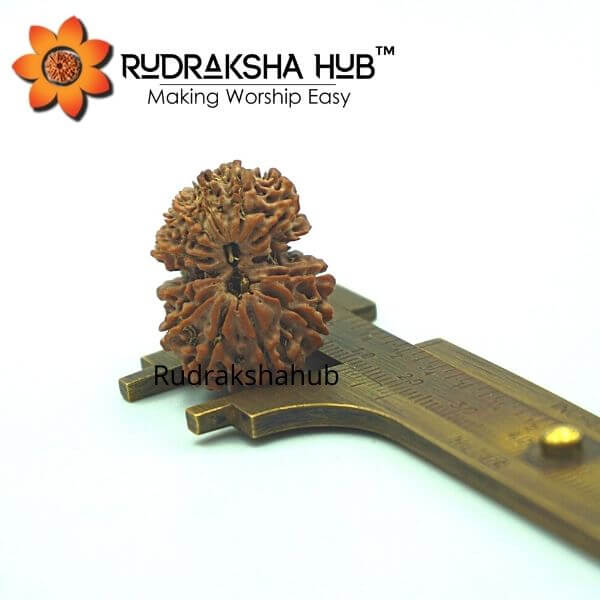 13 Mukhi Gauri Shankar Rudraksha (Nepali)