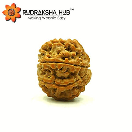 8 मुखी रुद्राक्ष (नेपाली)