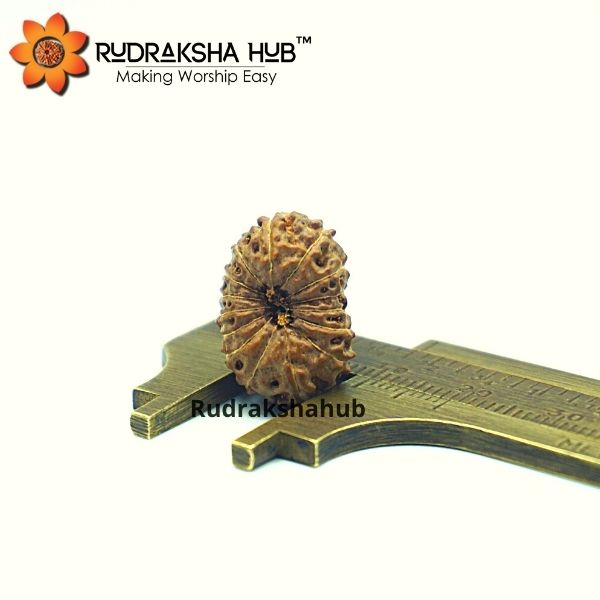 15 Mukhi Rudraksha (Indonesian)