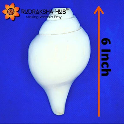 Blowing Shankh (Blowing Conch Shell) 6 Inches