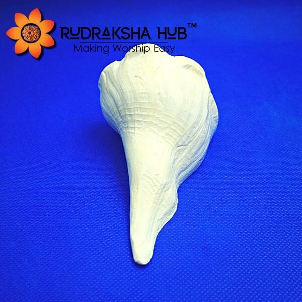 Dakshinavarti Shankh (Conch Shell) 4 Inches