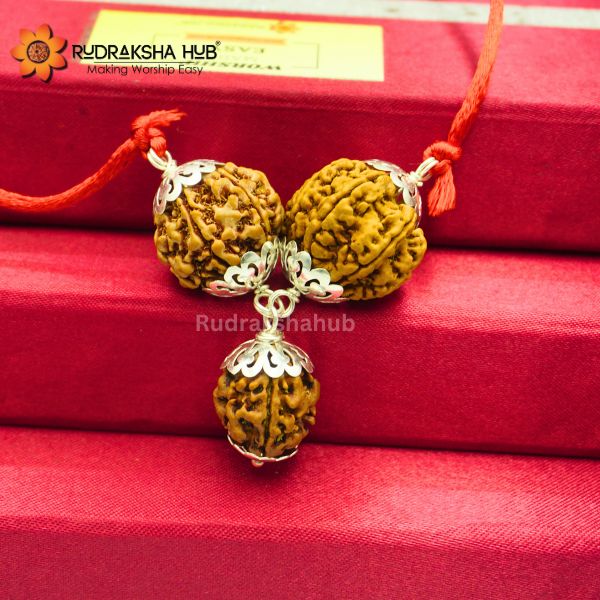Rudraksha For Wealth