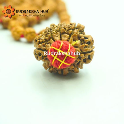 Rudraksha for Rahu Dosh
