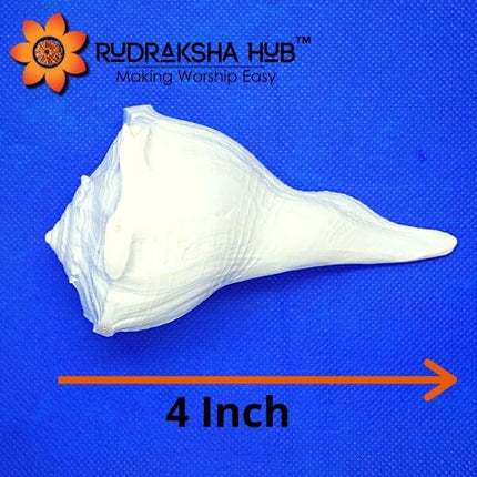 दक्षिणावर्ती शंख (शंख) 4 इंच
