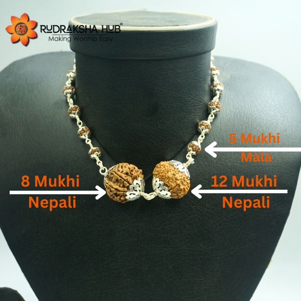 Rudraksha for Power and Authority