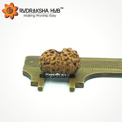 15 मुखी रुद्राक्ष (इंडोनेशियाई)
