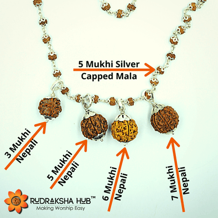 Rudraksha for Health, Growth and Prosperity