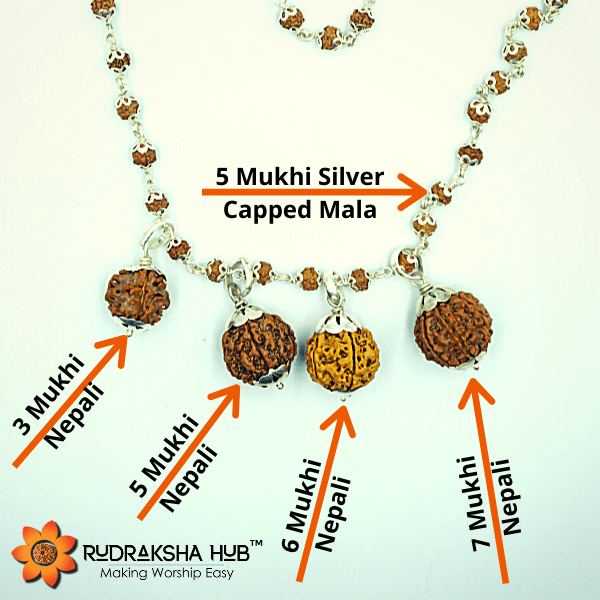 Rudraksha for Health, Growth and Prosperity