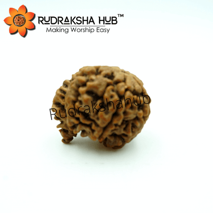 5 Mukhi Ganesha Rudraksha (Nepali)