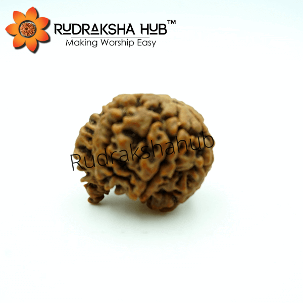 5 Mukhi Ganesha Rudraksha (Nepali)