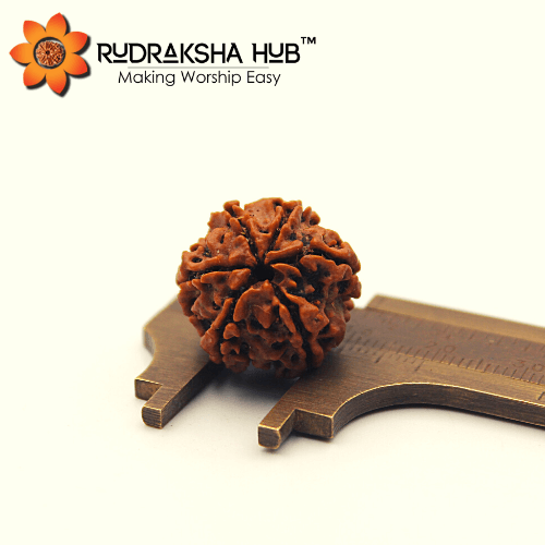 6 Mukhi Rudraksha (Nepali)